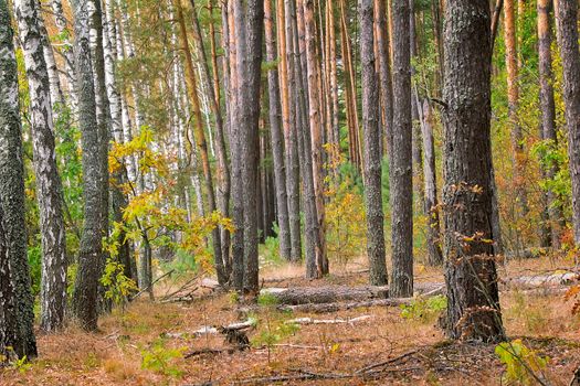 Autumn forest landscape: yellowed grass and trees covered in moss.