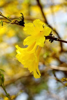 Yellow tabebuia, Trumpet flower in blurred background