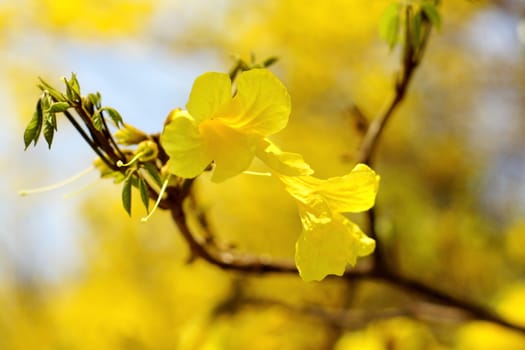 Yellow tabebuia, Trumpet flower in blurred background