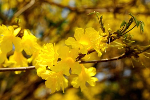 Yellow tabebuia, Trumpet flower in blurred background