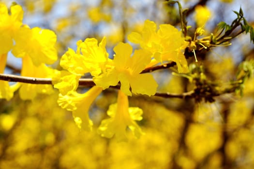 Yellow tabebuia, Trumpet flower in blurred background