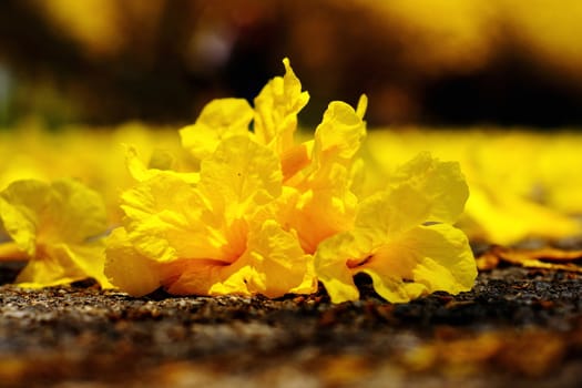 Yellow tabebuia, Trumpet flower on the ground