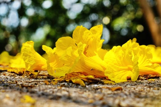 Yellow tabebuia, Trumpet flower on the ground