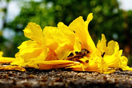 Yellow tabebuia, Trumpet flower on the ground