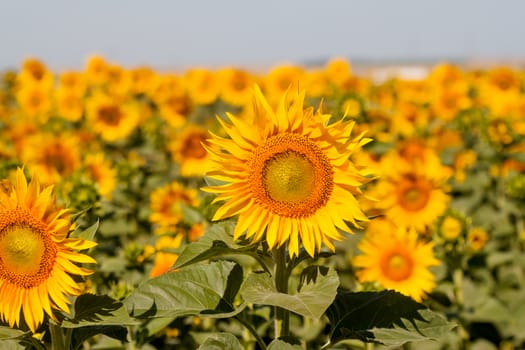 field of sunflowers can be used as background