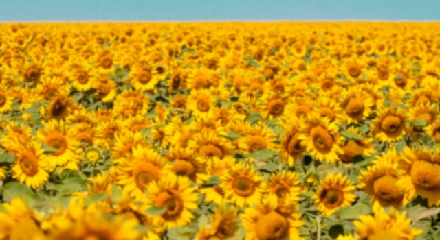 blurred field of sunflowers can be used as background