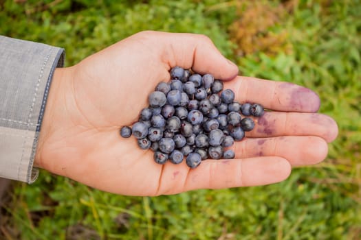 handful of fresh huckleberries collected in Carpathian mountains
