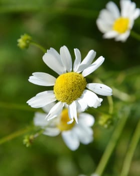 Picture of a Chamomiles in the nature 