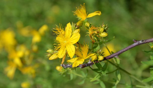 Picxture of a Yellow flowers of hypericum perforatum. St. john's worth