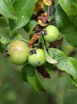 Picture of a Unripe organic apples