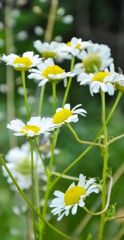  Picture of a chamomiles in the nature