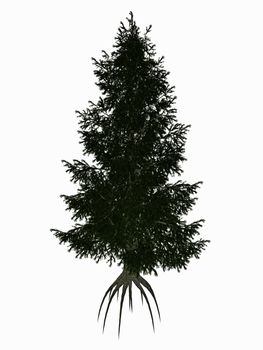 Colorado, blue or green spruce, picea pungens tree isolated in white background - 3D render