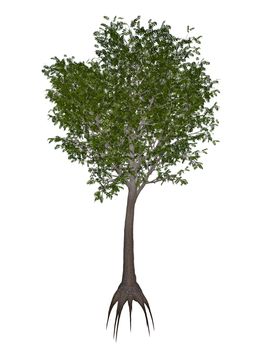 European or common ash, fraxinus excelsior tree isolated in white background - 3D render