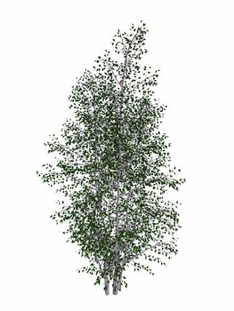Grey birch, betula populifolia tree isolated in white background - 3D render