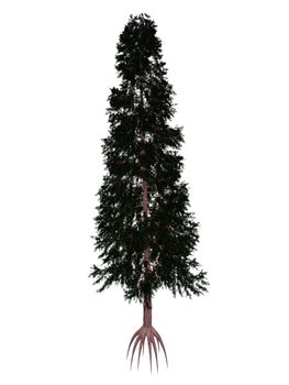 Port orford cedar or lawson false cypress, chamaecyparis lawsoniana tree isolated in white background - 3D render