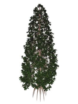Southern magnolia or bull bay, magnolia grandiflora tree isolated in white background - 3D render