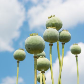 Opium Poppy (Papaver Somniferum) Capsules Close-up over beautiful cloudy sky, selective focus to front