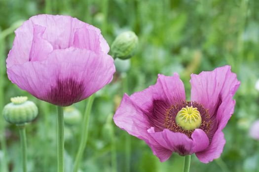 Close-up of Opium Poppy (Papaver somniferum) flower on the field