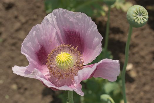 Opium Poppy Flower (Papaver somniferum) in the field, Close-up