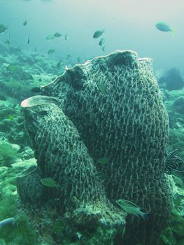 closed up the coral in north Andaman, Thailand