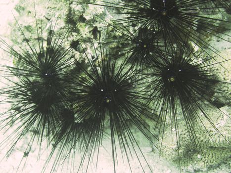 closed up the black urchin in south Andaman, Thailand