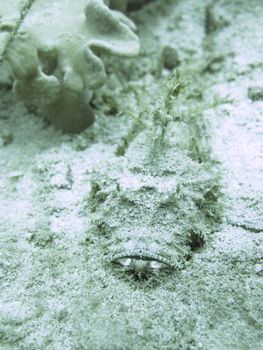 closed up the stone fish in nroth Andaman, Thailand