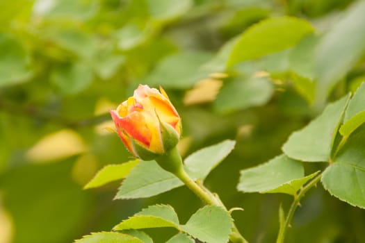 Red Rose on the Branch in a Garden