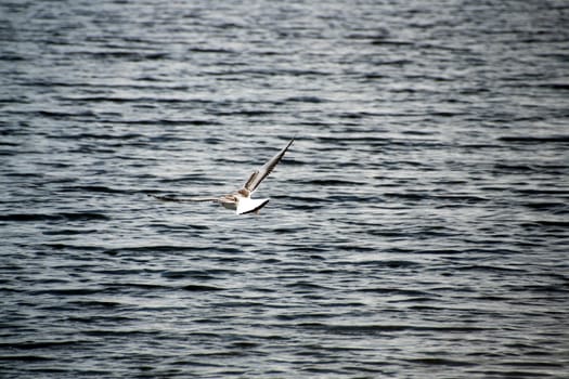 beautiful Common gull flying above blue river