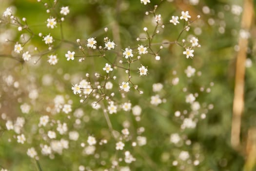 Many white small  flowers in top view of meadow on a green background