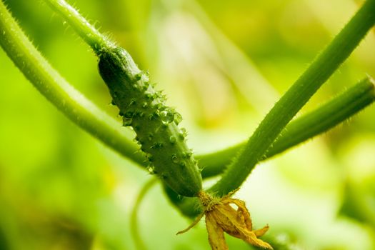 small cucumber grows on a natural background