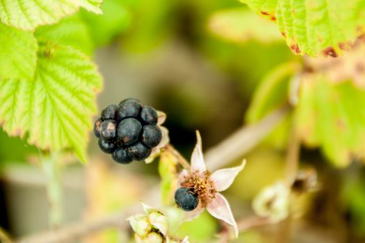forest Blackberry fruit growing on branch on a green background