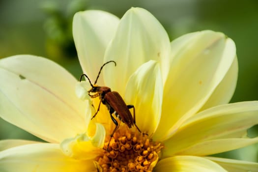 red beetle on yellow flower on a green background