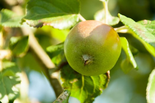 Green apples on a branch ready to be harvested, outdoors, selective focus