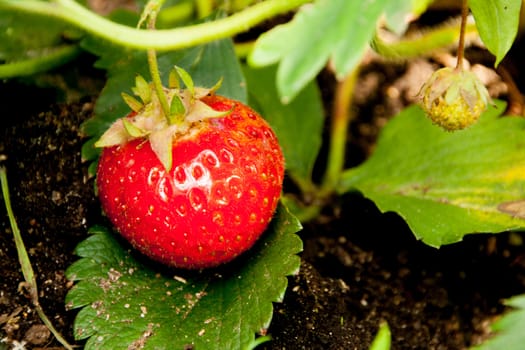 red ripe strawberries in the garden on a background of green leaves