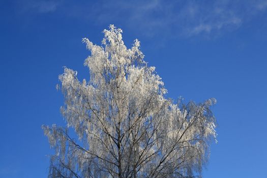 Single tree in frost  on the background of blue sky
