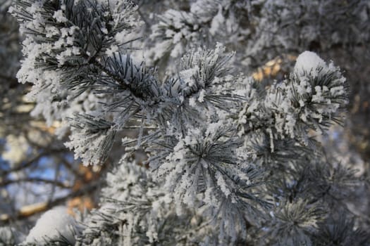 winter background: pine branch in frost and in snow