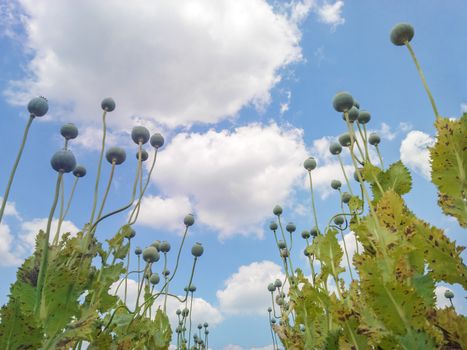 Opium poppy (Papaver somniferum) seed heads shot from below against  beautiful cloudy sky 