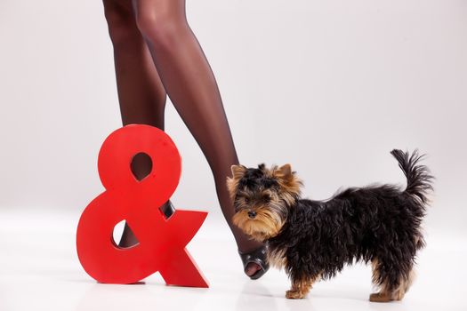 Little Yorkshire terrier on isolated background