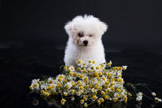 Little Maltese dog sitting near the camomiles
