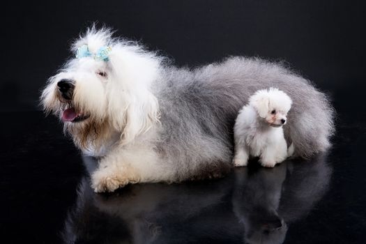 Bobtail and little Maltese dog on a black background