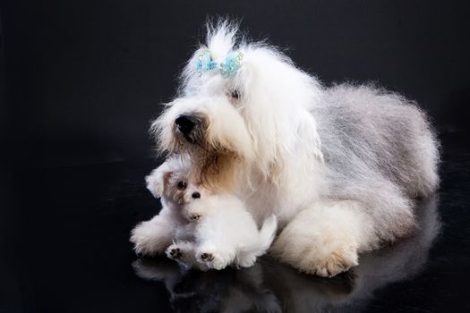 Bobtail and little Maltese dog on a black background