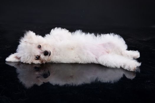 Little Maltese dog lying on a black background
