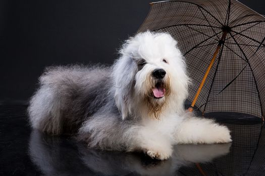 Bobtail Sitting near the umbrella