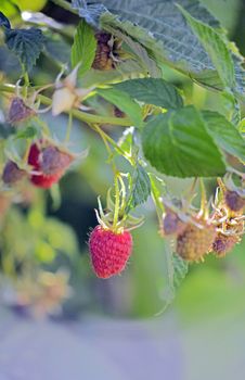 Picture of a Fresh Ripe raspberries. Pure organic