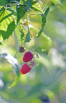 Picture of a Fresh Ripe raspberries. Pure organic