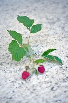 Picture of a Fresh Ripe raspberries. Pure organic