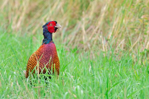 Colorful pheasant rooster standing upright in green meadow looking attentive