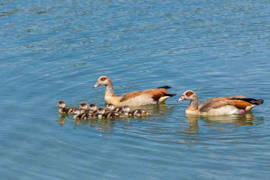 father and mother nile goose swimming on water with many newborn young