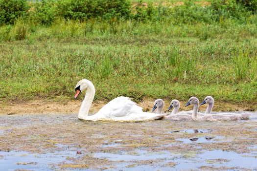 White mother swan swimming with young following