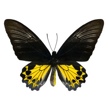 Butterfly of Malaysia, yellow and black butterfly, female Rajah Brooke's Birdwing, Rajah Brookiana (Trogonoptera brookiana), upper wing profile